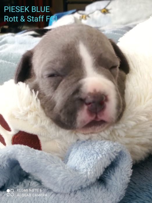 Amstaff piesek BLUE FCI Rodowód
