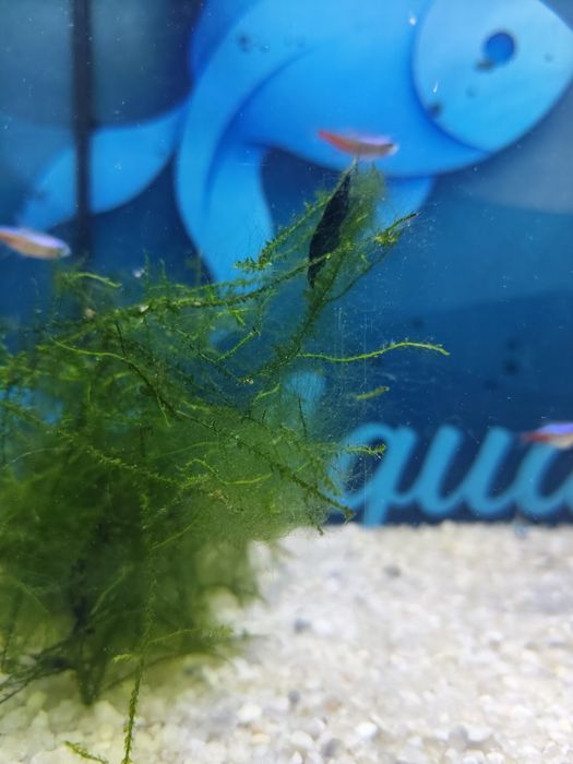 Camarão neocaridina