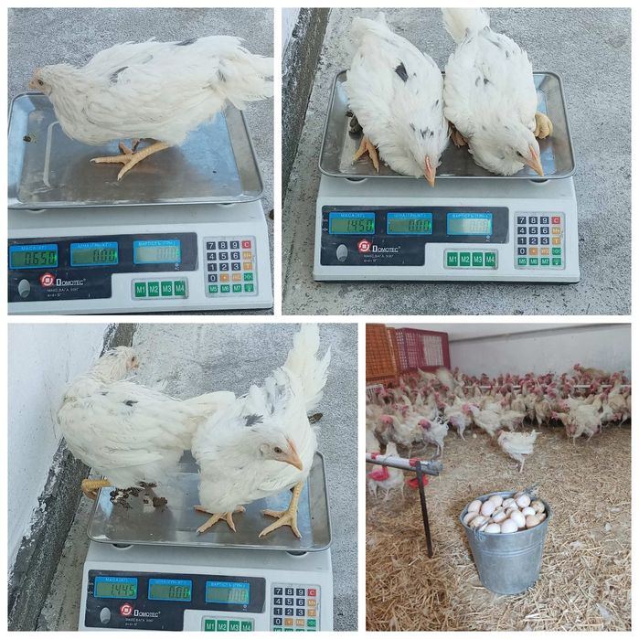 Кури несушки, куры