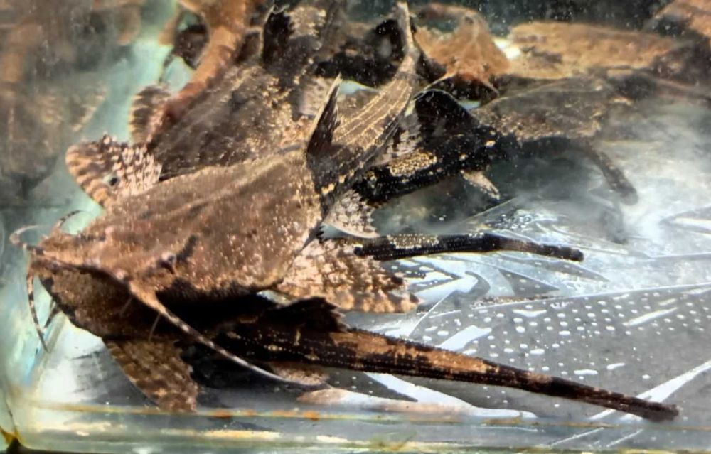 Сомы, сомики, цихлиды, экзотика рыбки для разных аквариумов Фото