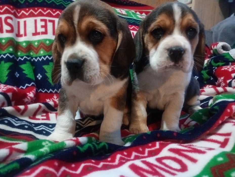 Piękna suczka Beagle