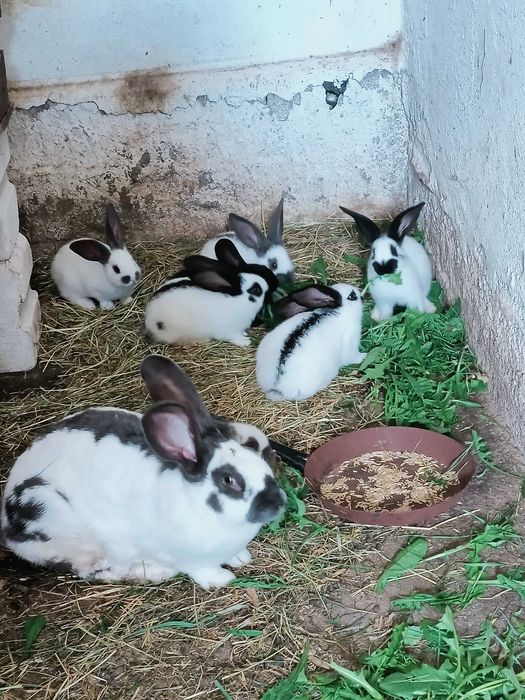 Króliki Olbrzym Srokacz