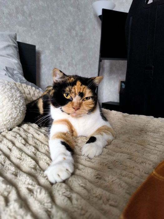 Скотіш страйт, шотландська прямовуха кішка