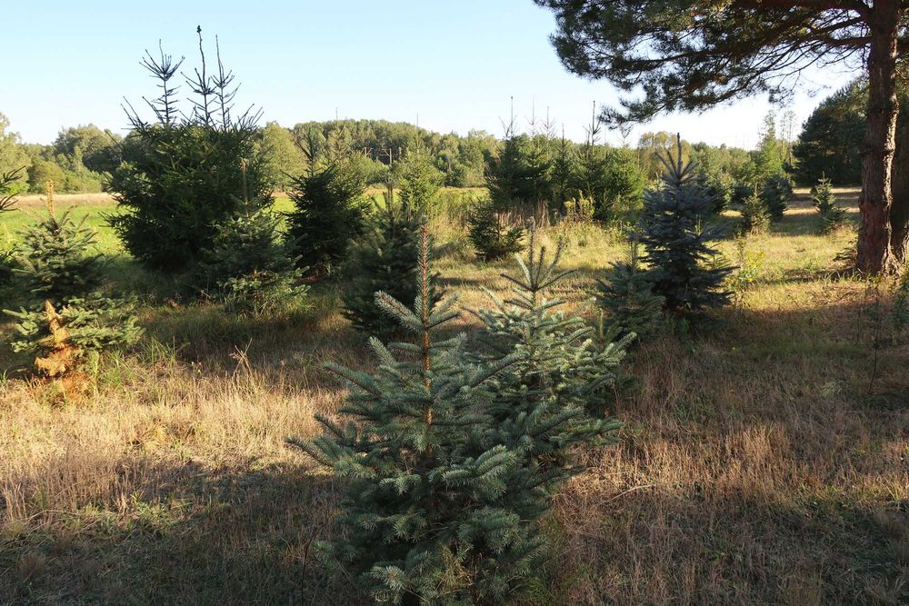 Choinki - świerki