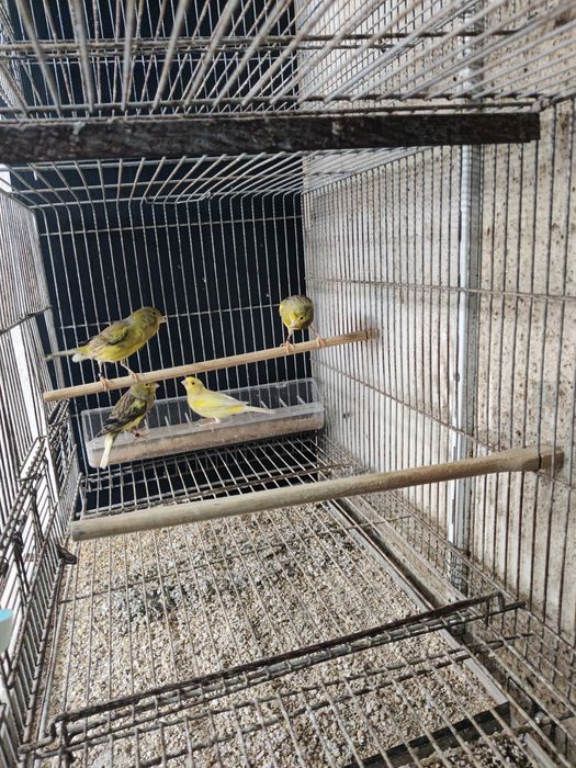 Canários timbrado espanhol