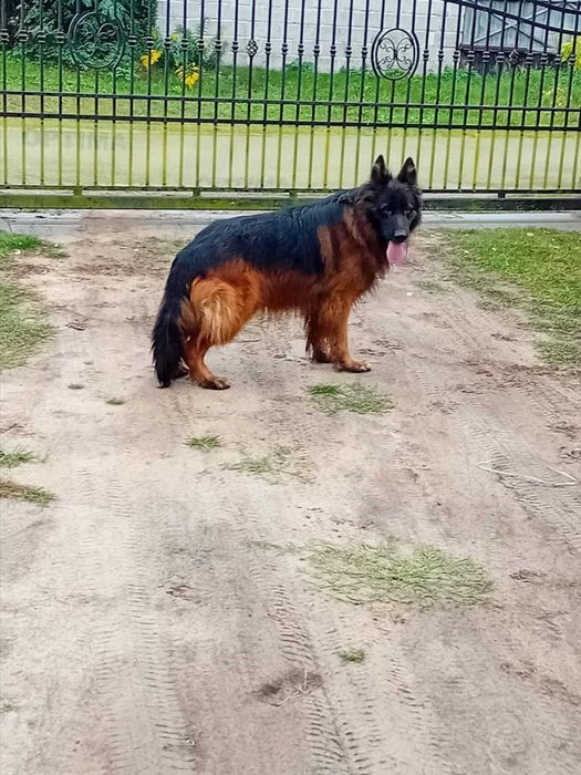 Owczarek Niemiecki długowłosy czarno podpalany suczka