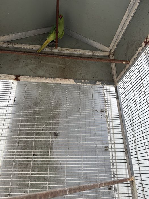 Ring neks verdes de 2024