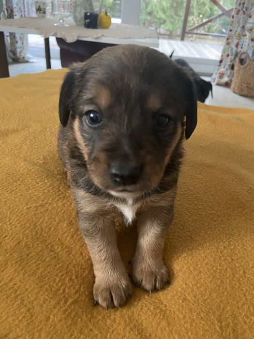 Szczeniaczki do adopcji