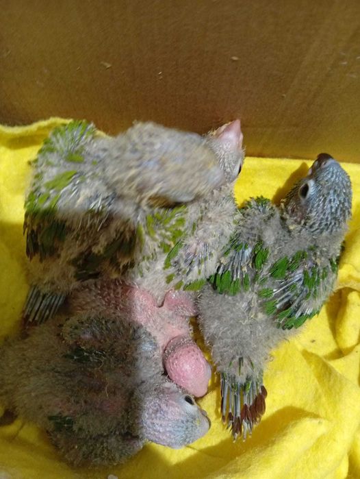 Panturras bebes procuram novo dono