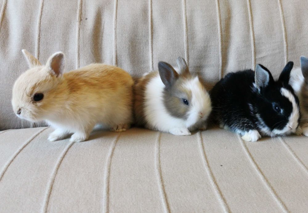 Mini Coelhos anões + gaiola nova + alimentação adequada