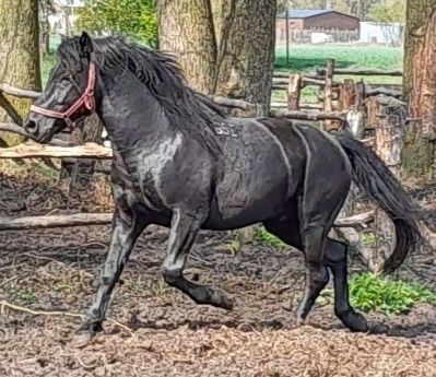 Sprzedam ogiera huculskiego