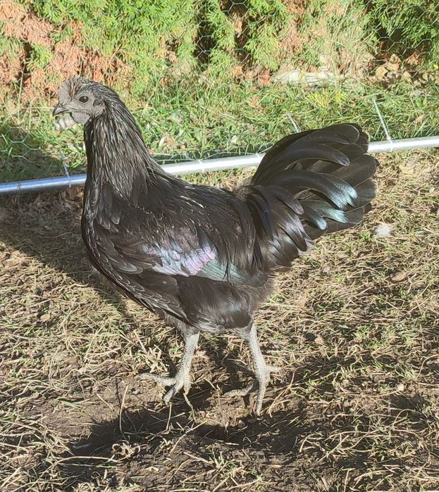 Kogut Ayam cemani młody