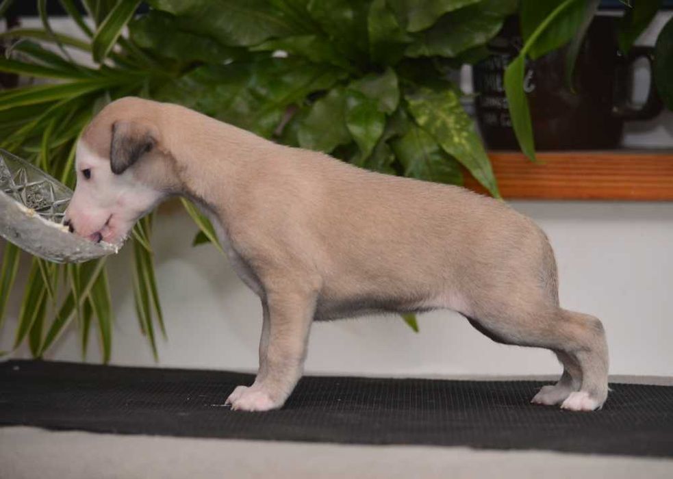 whippet płowa suczka, rodowód FCI