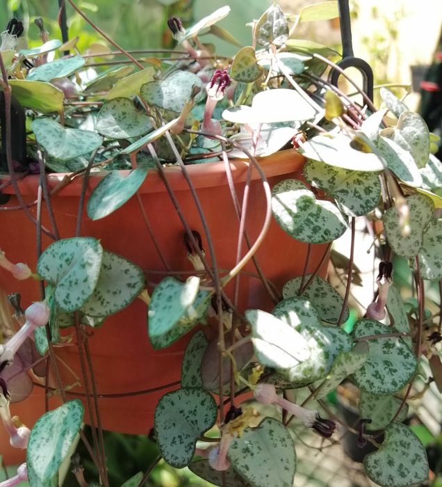 Ceropegia woodii.