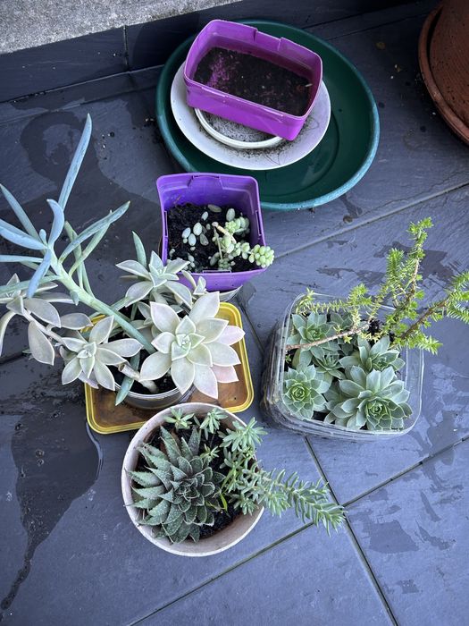 31 sucuentas, 3 azevinhos, 2 pinheiros nórdicos