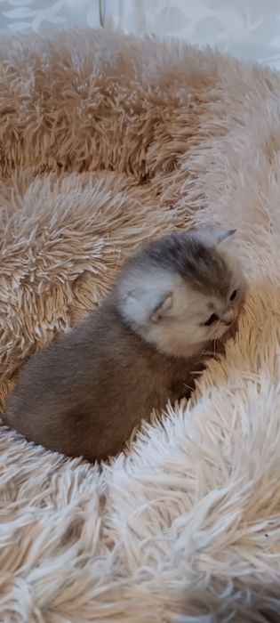 British Shorthair silver