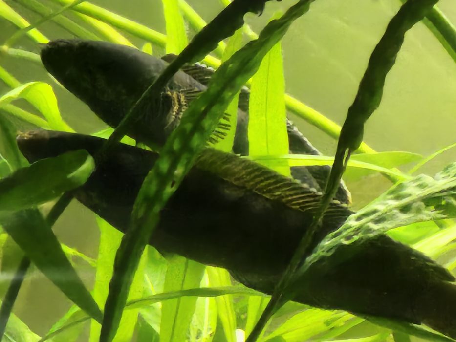 Wężogłów Channa Stewarti