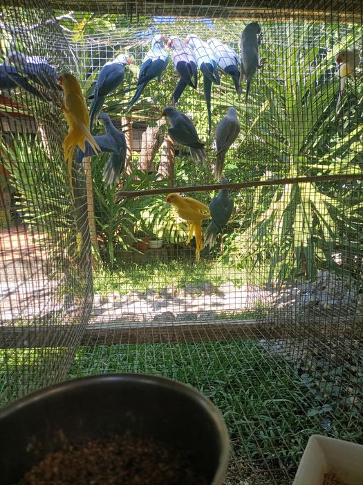 Ringnecks for Sale