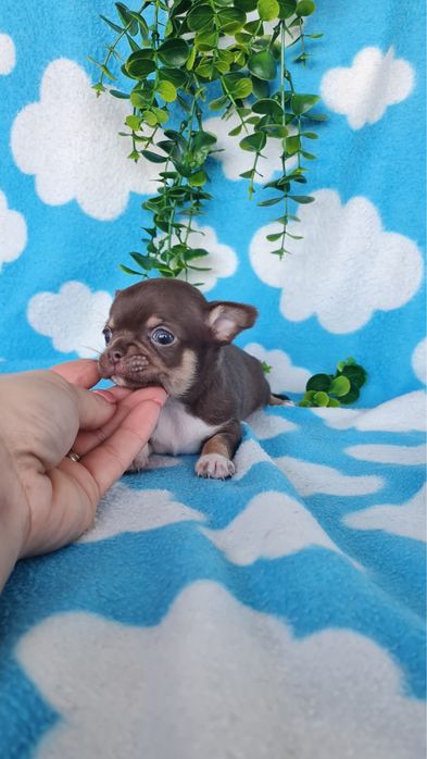 Excecional menina mini Chihuahua/Chiuaua. LinhagemRussa de Qualidade