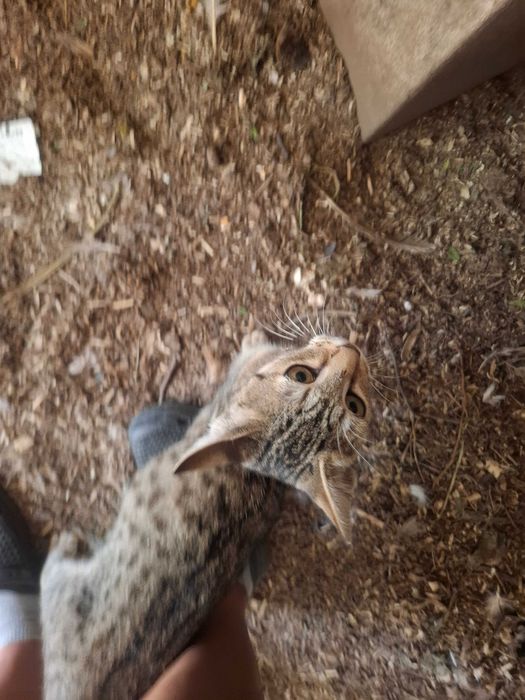 Gatinha para adopção