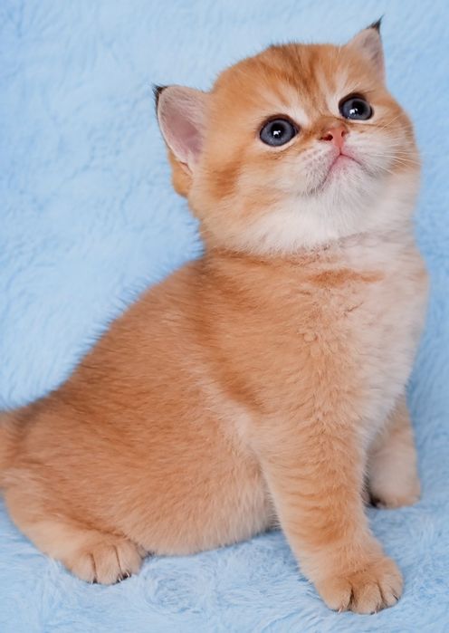 Meninо British Golden