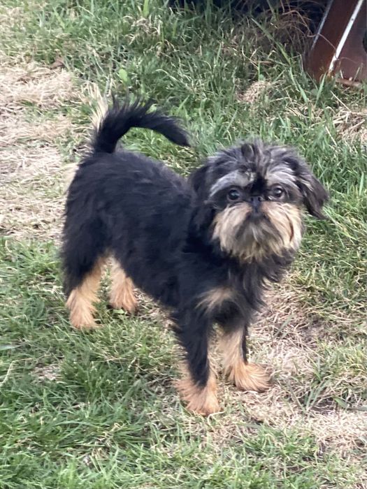 Бельгійський гриффон