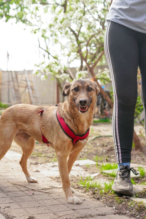 Врятована з зони бойових дій собачка Сімка шукає нову родину!