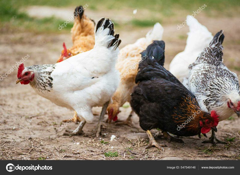 kury nioski strusie lepsza nieśność koncentrat serwatka w proszku