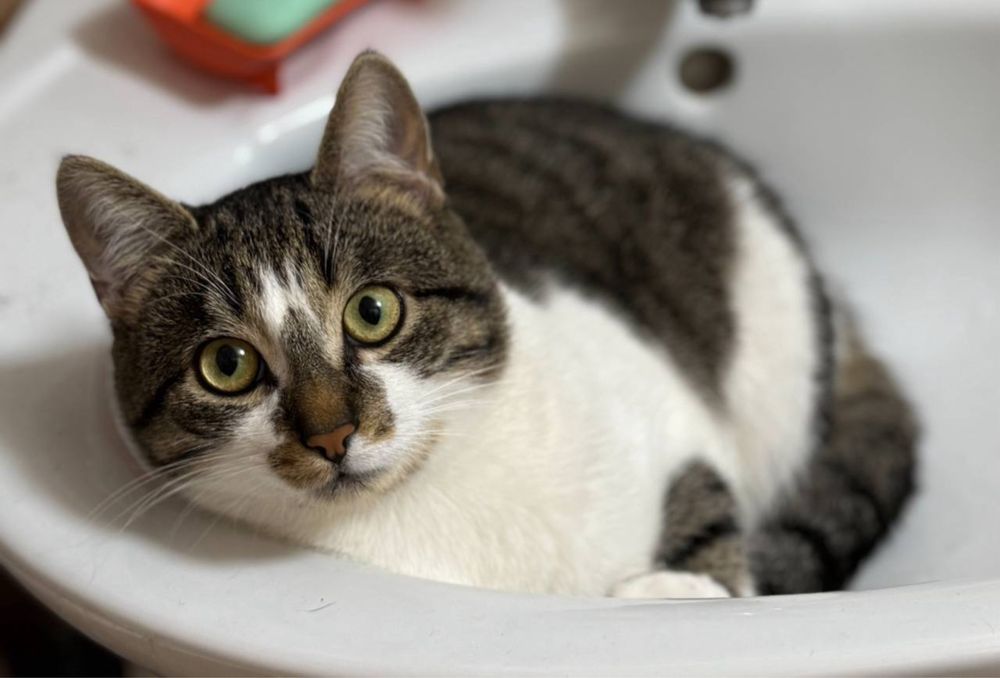 Отдам котика в хорошие руки!