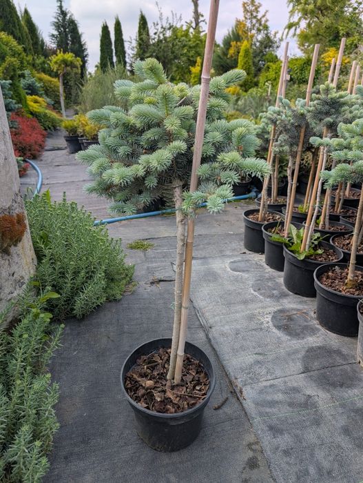 Ялина колюча Glauca Globosa - 1250грн