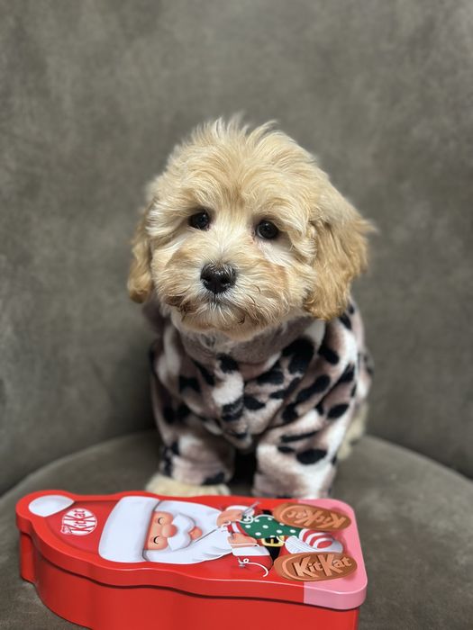 Кукла мальтипу девчонка