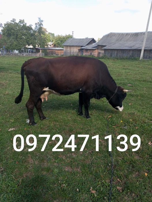 продається добра корова
