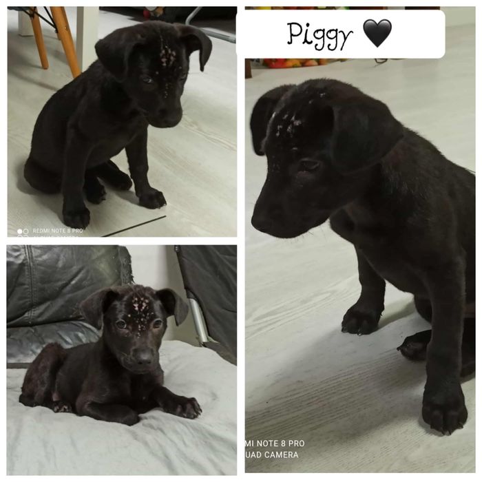 Cachorrinha 3 meses muito meiga para adoção responsável