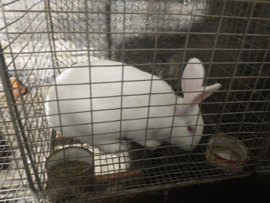 Продам кроликов термонов