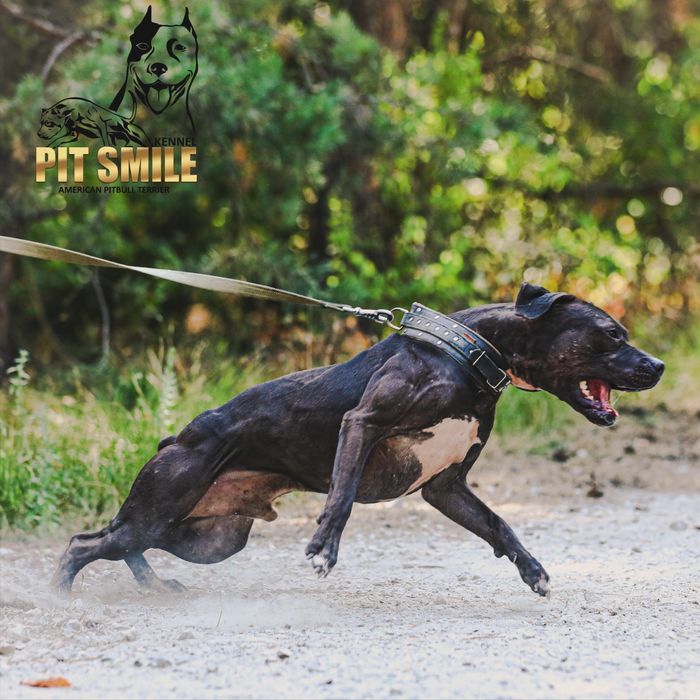 Цуценята та молоді Американські пітбулі.