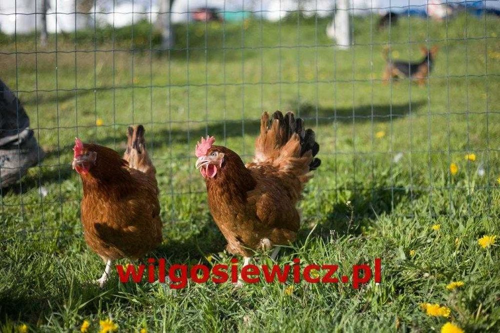 Kurki kokoszki nioski rasy Rosa brązowa odchowana dostawa Gratis