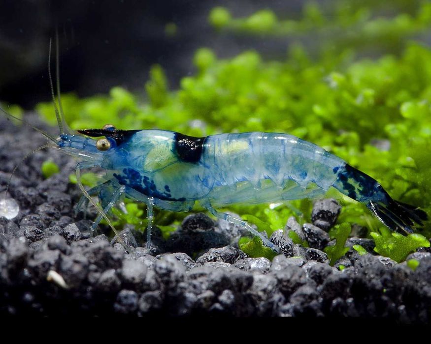 Camarões azuis - aquário agua quente