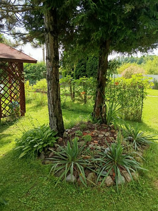 Działka ogrodowa ROD 3ary - Widok 4
