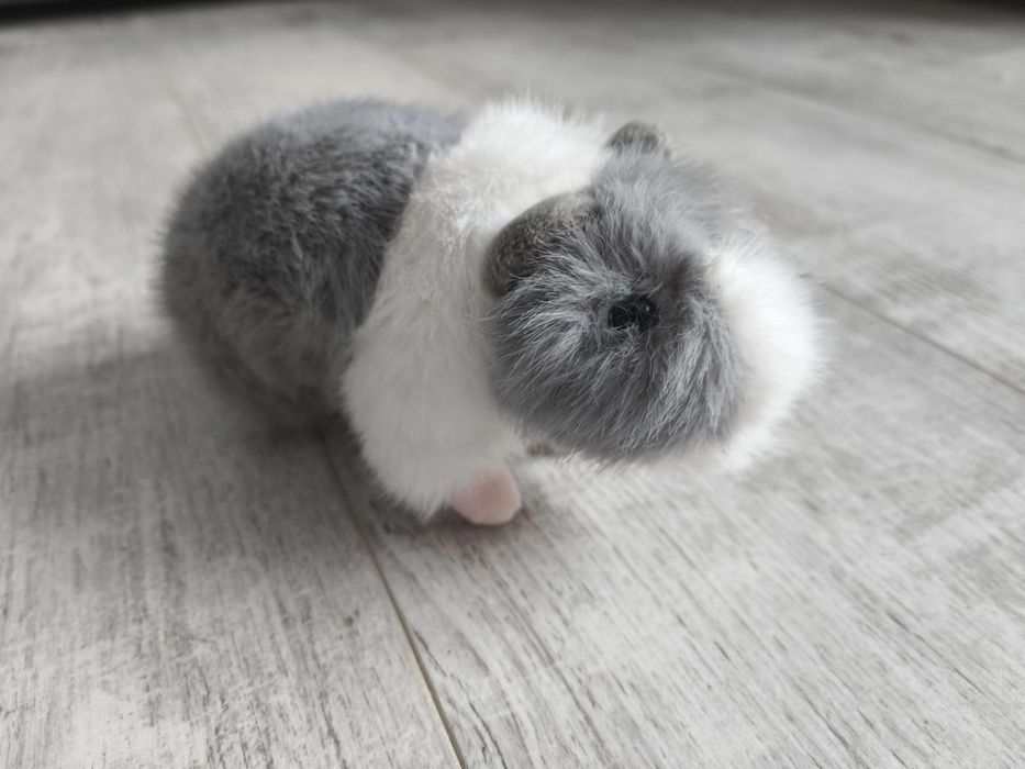 Świnka morska zabawka, pluszak, maskotka ,nowa, pluszowa US Teddy