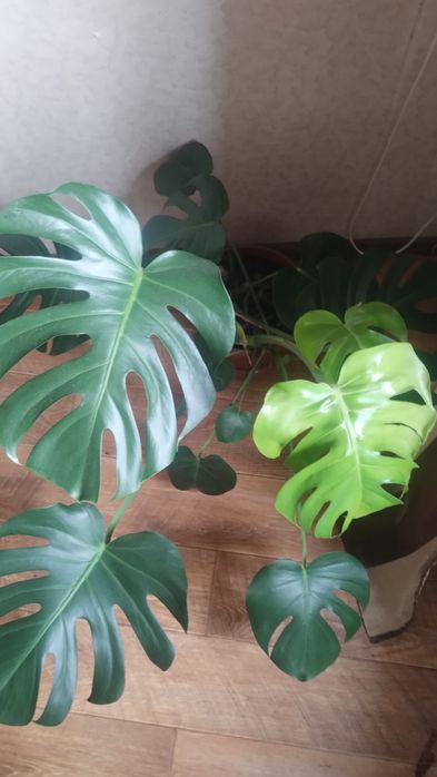 Монстера декоративна рослина