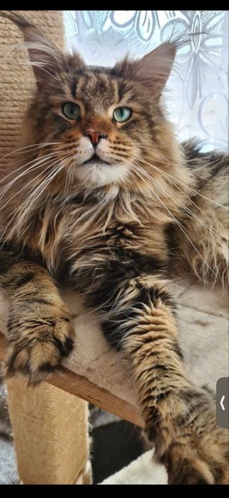 Maine coon srebrny kocurek