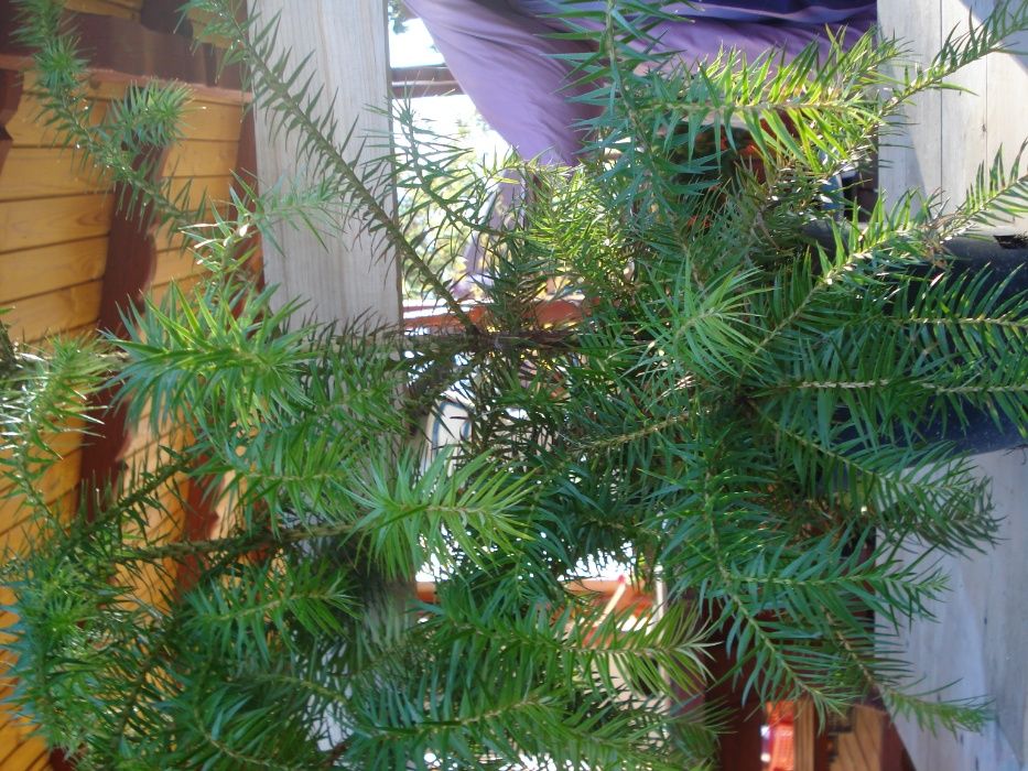 Metasekwoja kunigamia w doniczkach