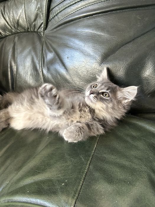 Сіреньке кошенятко