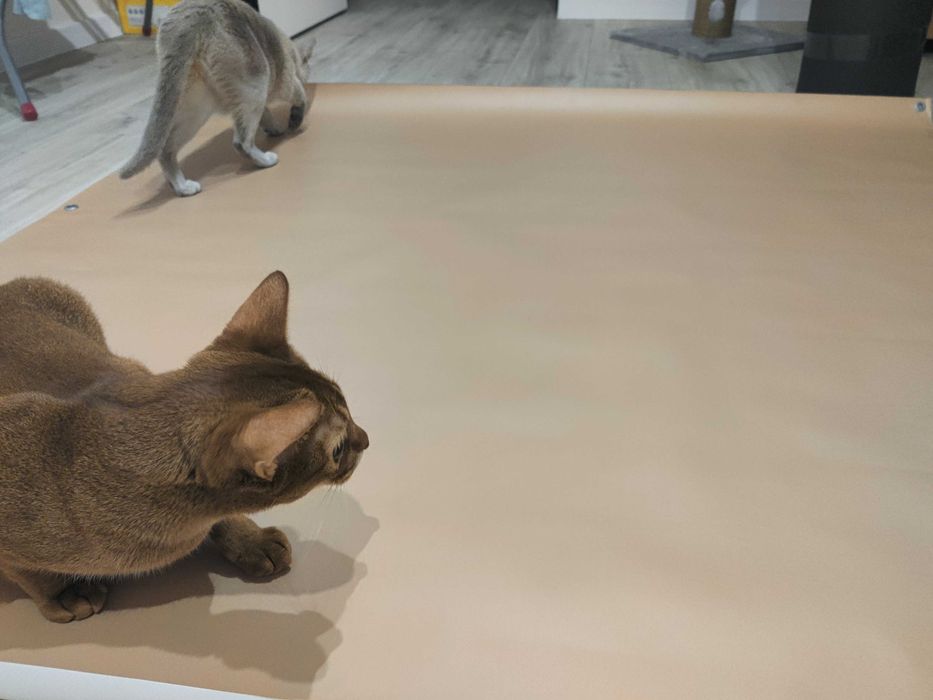 Фотофон з люверсами / фотофон на стіл