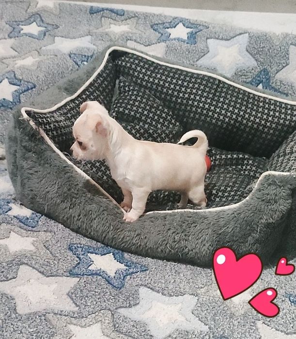 Миничка девочка чихуахуа