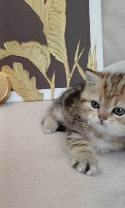 золоті мармурові котики і кошенятка