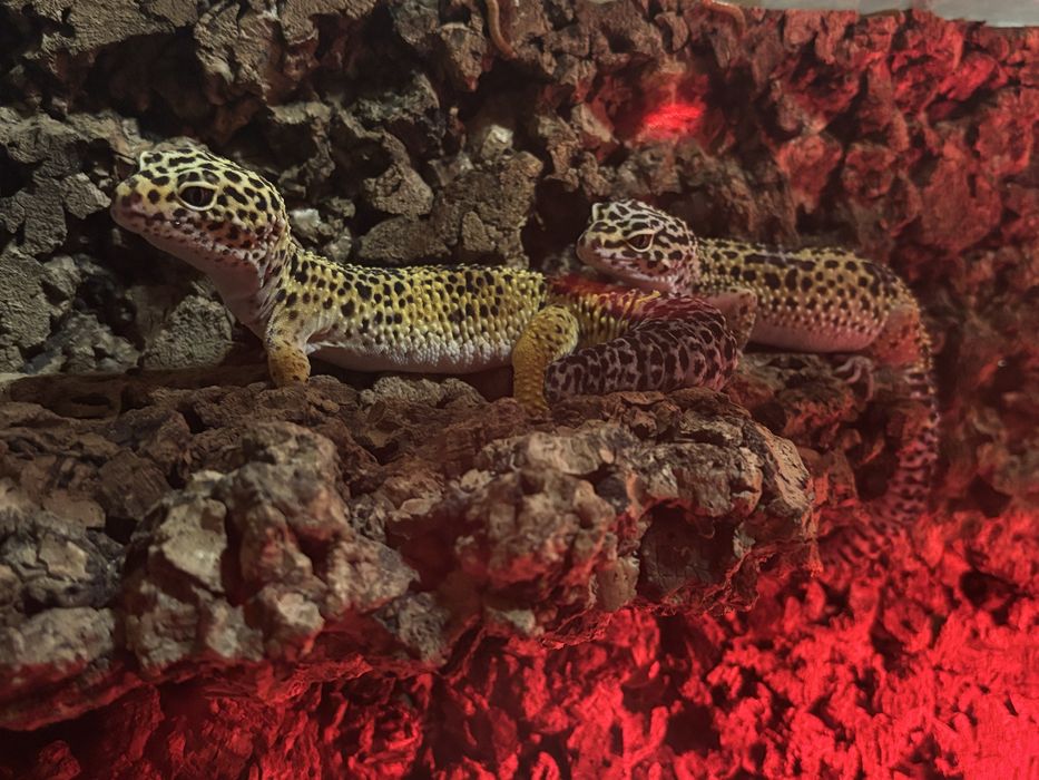 Terrarium plus dwa gekony tygrysie full zestaw