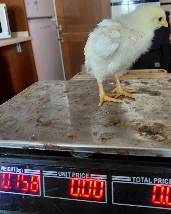 Pintos Raças Autóctones: Branca; Preta Lusitânica; Pedrês Portuguesa; Amarela