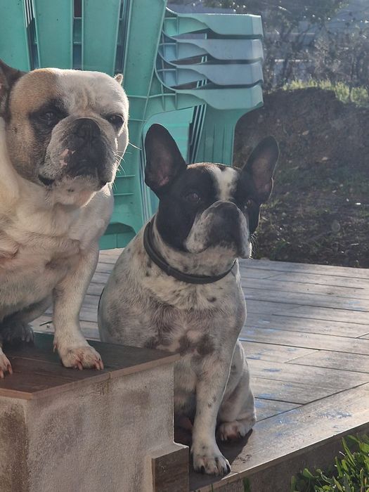 Bulldog francês puro