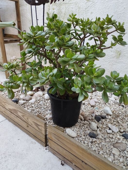 Suculenta Jade (Crassula Ovata)